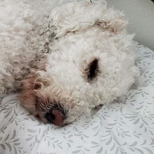 Meet your Posher, Abby